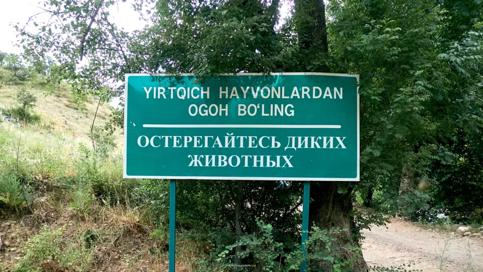 Сафедшах (Красотка) 2771 м 4 dsc 09390 | woyager