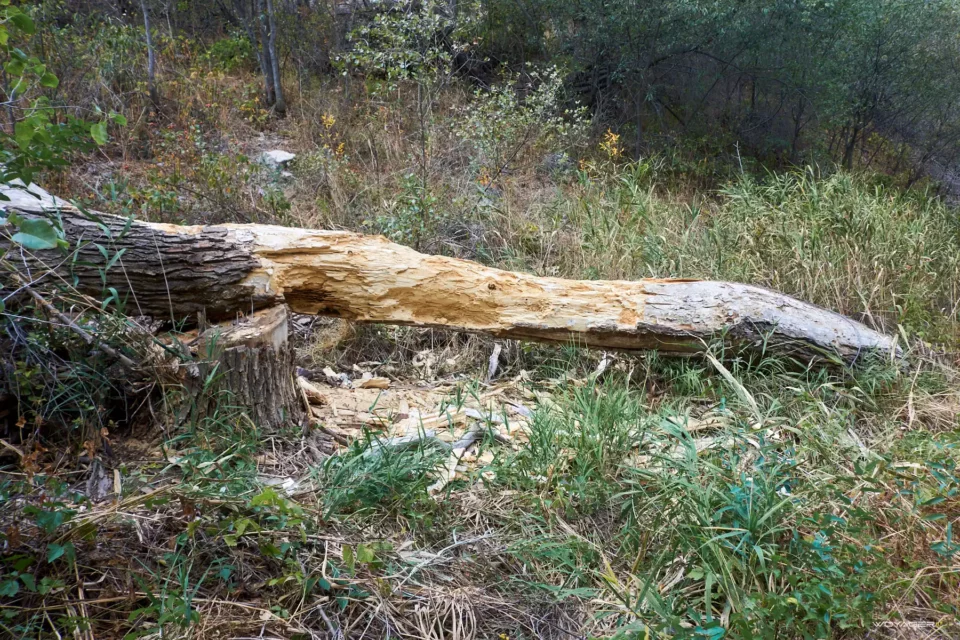 Чаткал › Акбулак › Тереклисай 38 dsc06552 | woyager